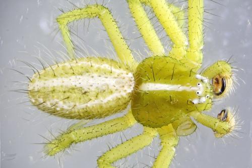 Heriaeus oblongus